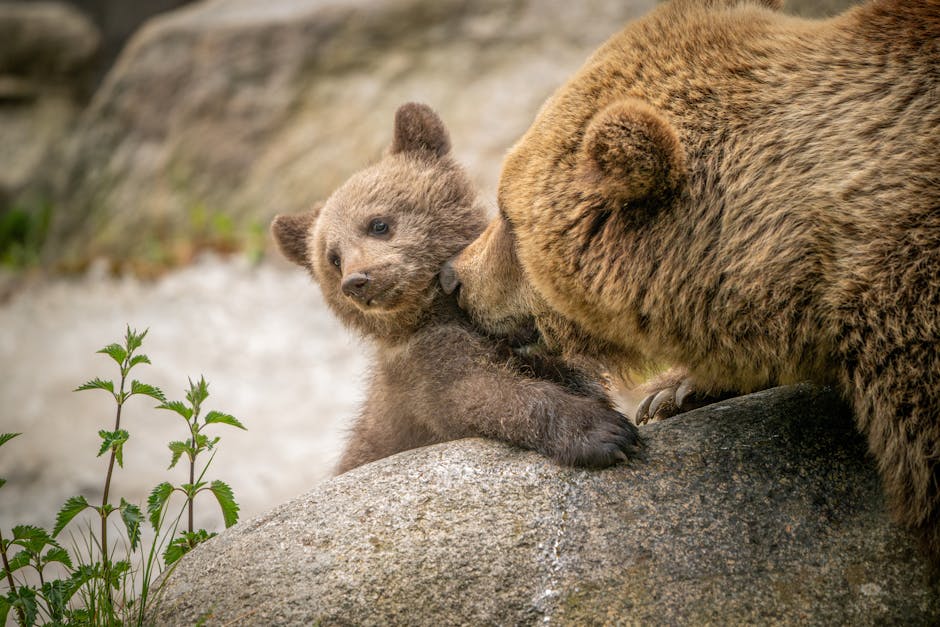 Adorable brown bear cub nuzzles its mother on a rock in a natural setting.