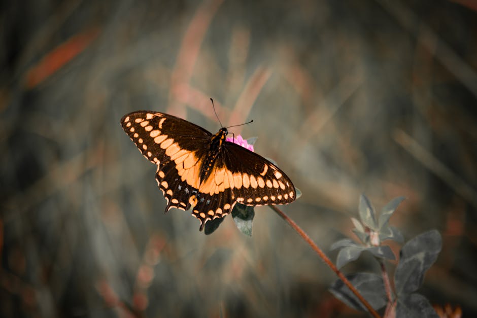 Colorful butterfly representing transformation and spiritual growth