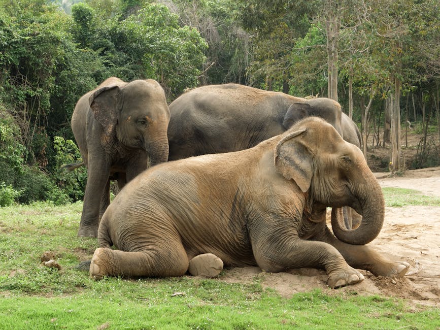 Three Asian elephants relaxing in a serene forest setting in Surat Thani, Thailand.