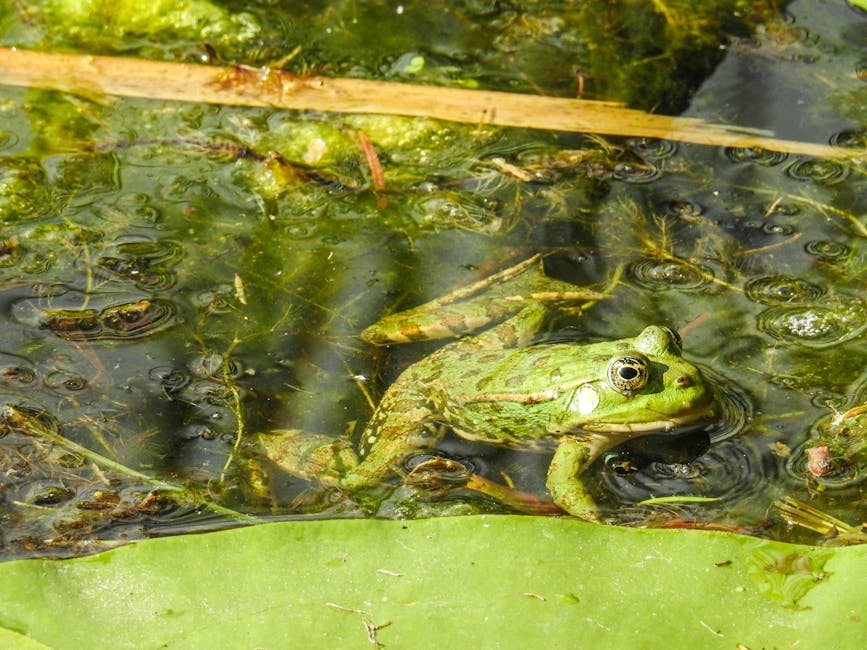 Lively green frog resting in a sunlit pond surrounded by water plants and algae.