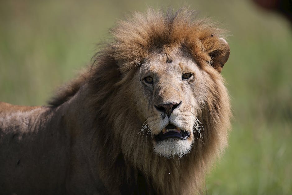 Close-up of a majestic lion with a powerful gaze captured in its natural habitat.