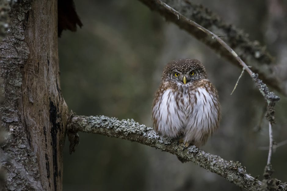 Eurasian Pygmy Owl perched on a branch in an Estonian forest, showcasing its feathers.