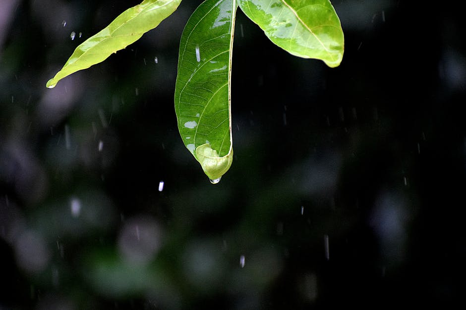 Gentle raindrops representing cleansing and renewal