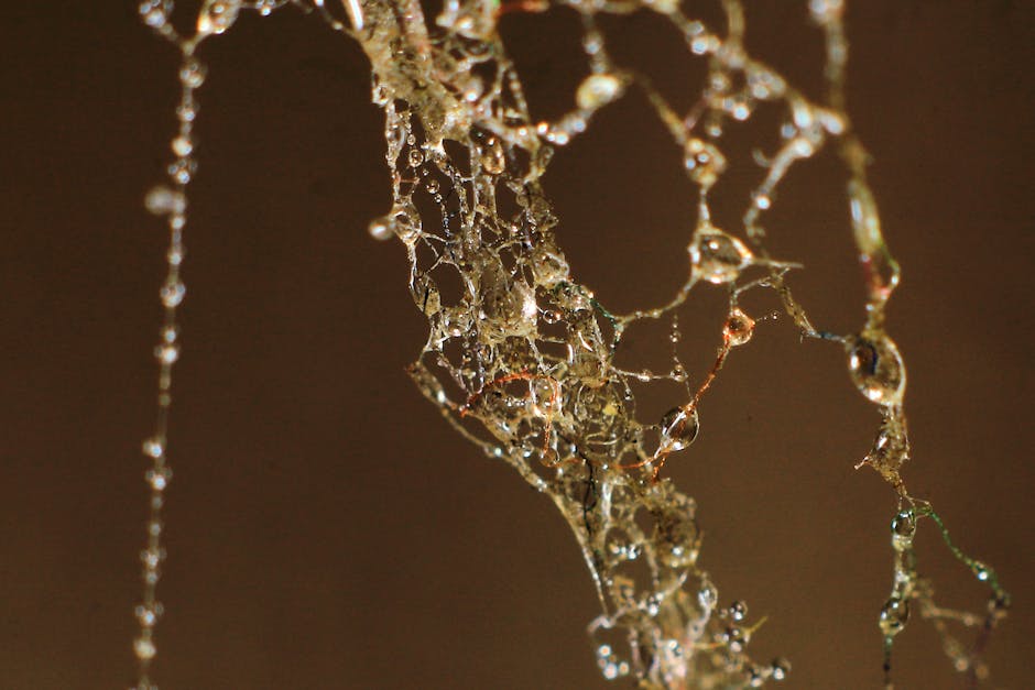 Morning dewdrops on intricate spider web