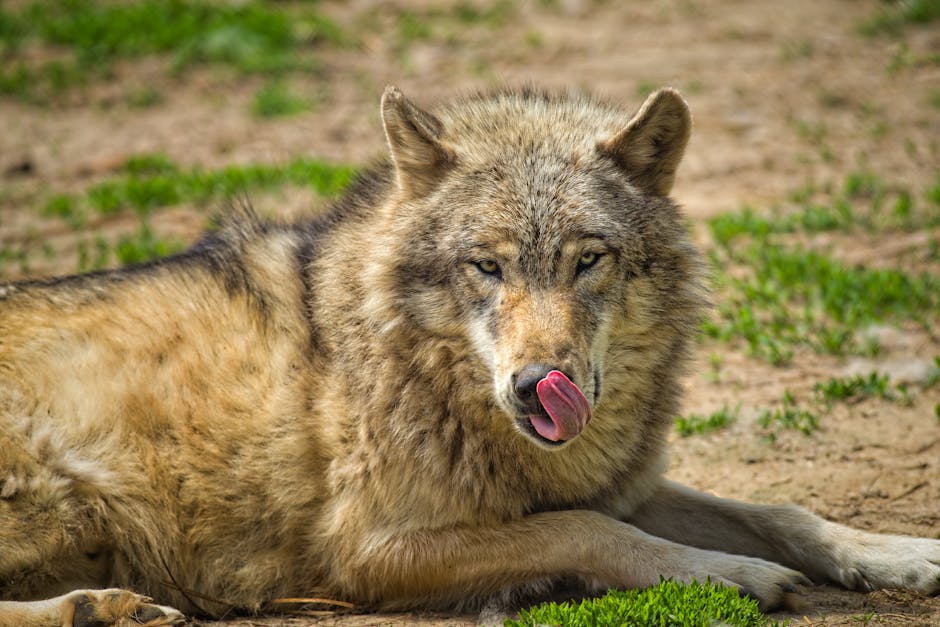 Close shot of a wolf with tongue out, captured outdoors in Backus, MN.